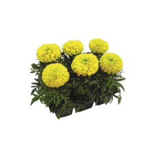 Табак Tangiers 100г - SPECIAL EDITION Marigold (Цветы)